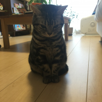 アメリ