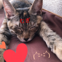 むぎ
