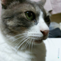 ちび