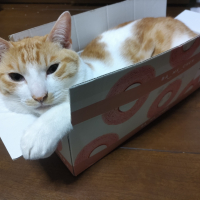 琥珀