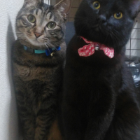 スズ&クマ