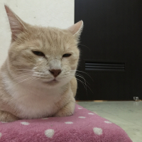 茶太郎