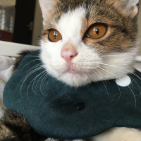 よだちゃん