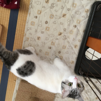 ぽて
