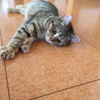 もみじ