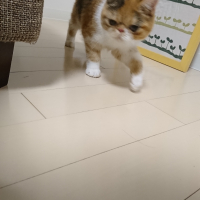 ちゃぶ