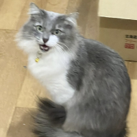 ある