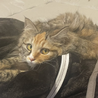 ぱやな