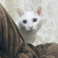 にゃあに