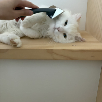 とろろ