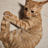 カイ