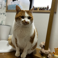 にゃん太郎