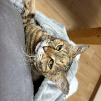 さくら