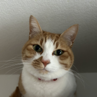ココ
