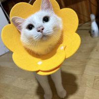 桃太郎