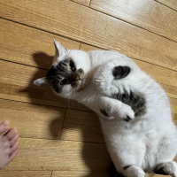 あずき