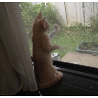 こむぎ