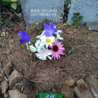 夏至丸（かしまる）