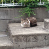 フサフサの八郎