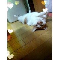 ❤虎侍❤トラジ