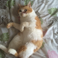 タカ