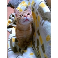 テト