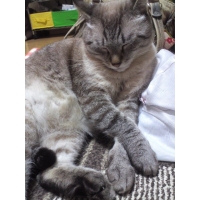 まろんくん