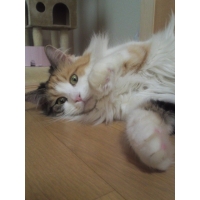 ひめちゃん