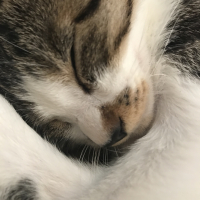 ツナマヨ