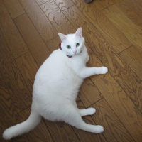 ショーン