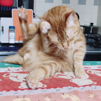 たまさぶろー