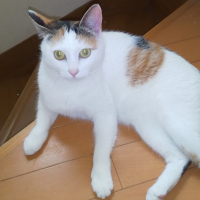 とっと