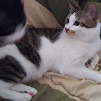 にゃんすけ