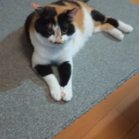 ミケコ