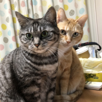 れんじ