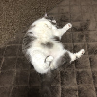 こてつ