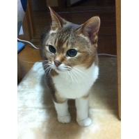 ちび丸
