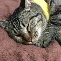 ミント