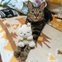 みかん