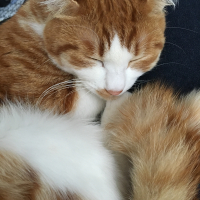 キスケ