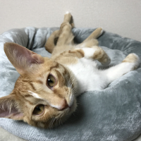 きなこ