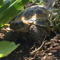 カメ太郎