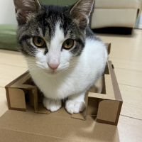 オレオ