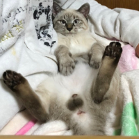 キナコ
