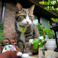 茶々丸