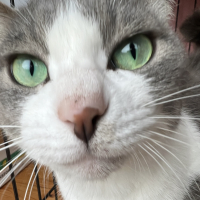 シロ