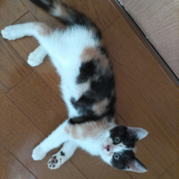 むぎ