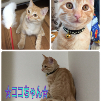 ココ