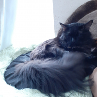レオ