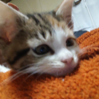 乃々華(ののか)